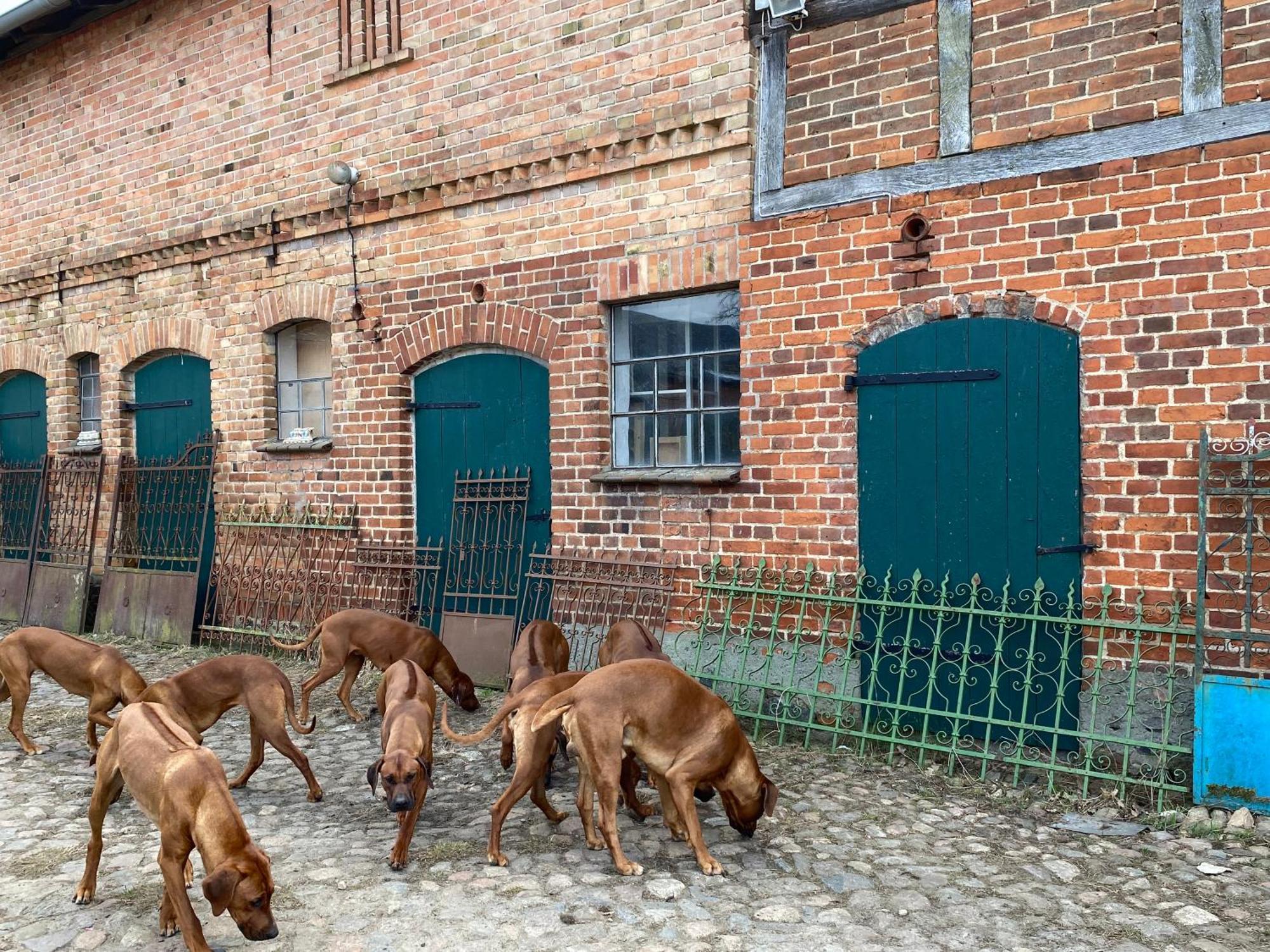 Bauernhof-Streichel-Zoo-Kombi-Familien-Suite-Im-Wald-Am-See Gulow المظهر الخارجي الصورة