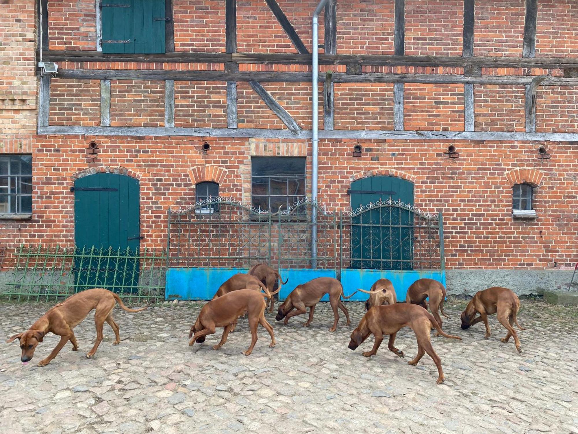 Bauernhof-Streichel-Zoo-Kombi-Familien-Suite-Im-Wald-Am-See Gulow المظهر الخارجي الصورة