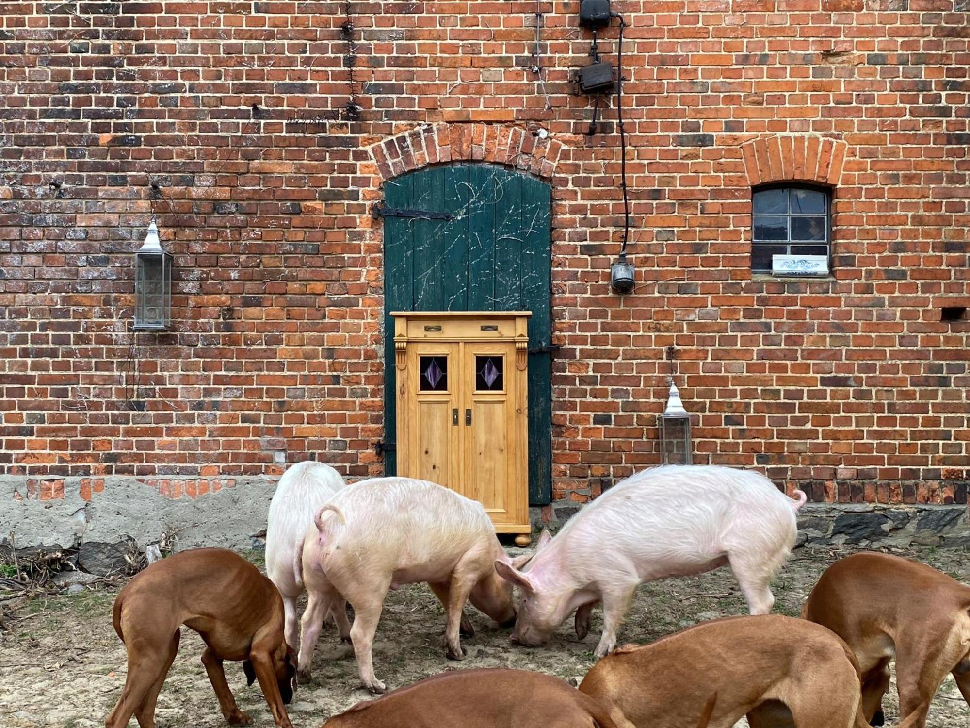 Bauernhof-Streichel-Zoo-Kombi-Familien-Suite-Im-Wald-Am-See Gulow المظهر الخارجي الصورة